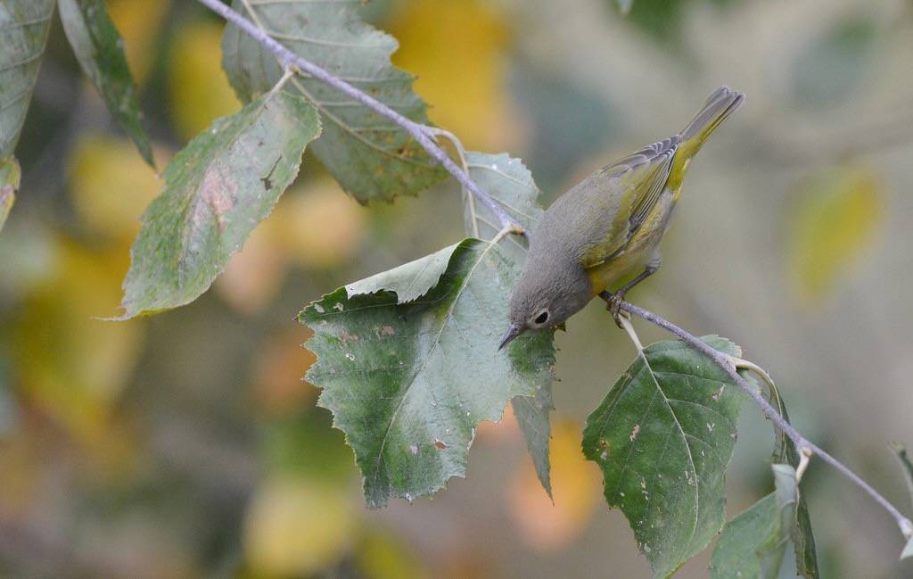 Nashville Warbler (works) by Wildreturn is licensed under CC BY 2.0.
